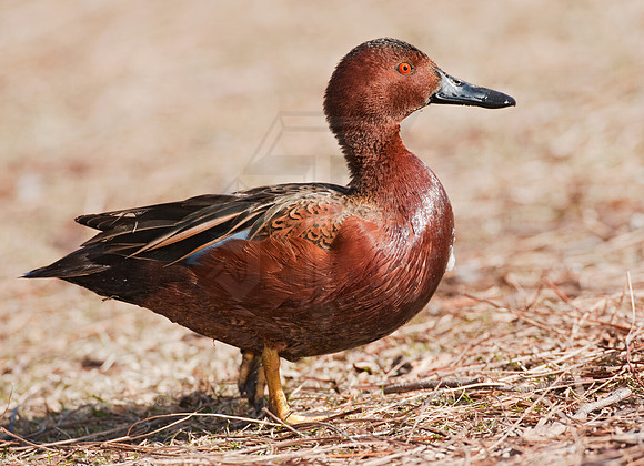 Spatula cyanoptera  CINNAMON TEAL 8025055