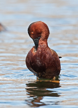 Spatula cyanoptera  CINNAMON TEAL 8025080