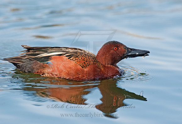 Spatula cyanoptera  CINNAMON TEAL 8025085