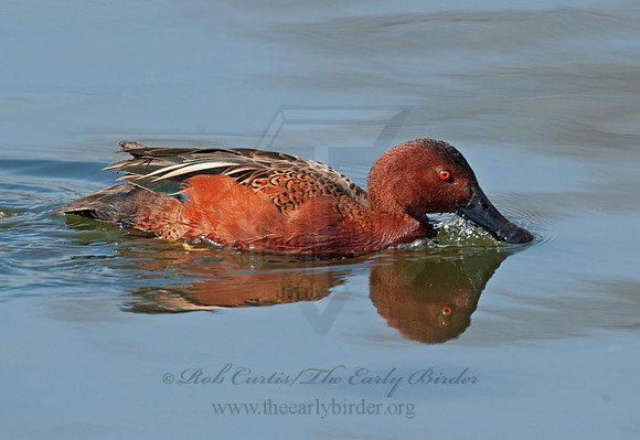 Spatula cyanoptera  CINNAMON TEAL 8025093