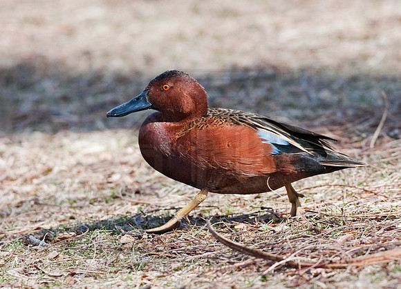 Spatula cyanoptera  CINNAMON TEAL 8025110