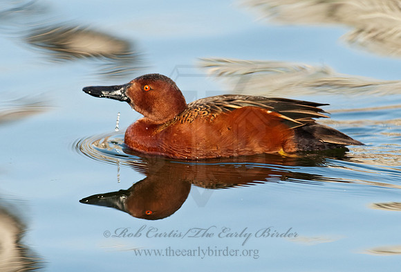 Spatula cyanoptera  CINNAMON TEAL 8025126