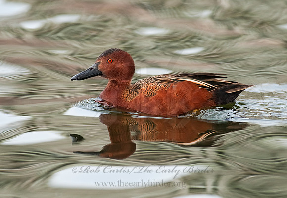Spatula cyanoptera  CINNAMON TEAL 8025138