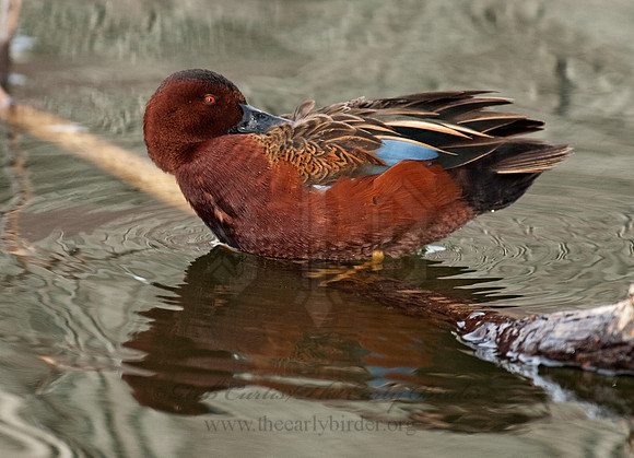 Spatula cyanoptera  CINNAMON TEAL 8025135