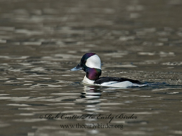 Bucephala albeola  BUFFLEHEAD 6002003