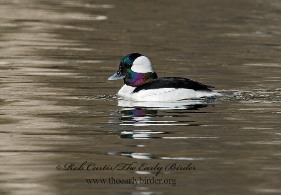 Bucephala albeola  BUFFLEHEAD 6002017
