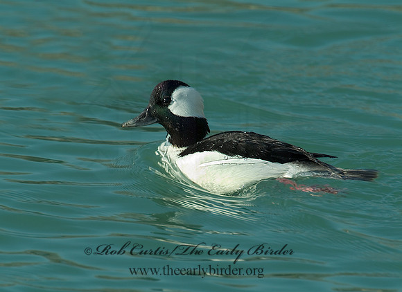 Bucephala albeola  BUFFLEHEAD 3000409 IF