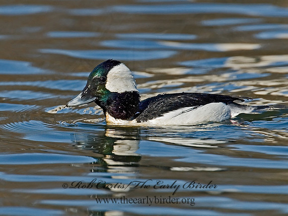 Bucephala albeola  BUFFLEHEAD 6002053