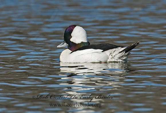 Bucephala albeola  BUFFLEHEAD 6002058