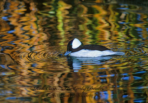 Bucephala albeola  BUFFLEHEAD 159435