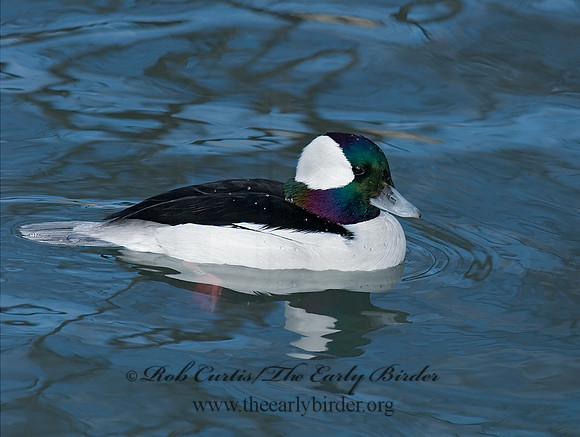 Bucephala albeola  BUFFLEHEAD 6018393