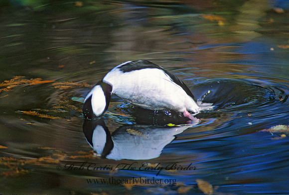 Bucephala albeola  BUFFLEHEAD 159437