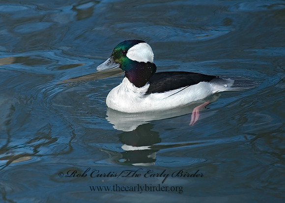 Bucephala albeola  BUFFLEHEAD 6018395