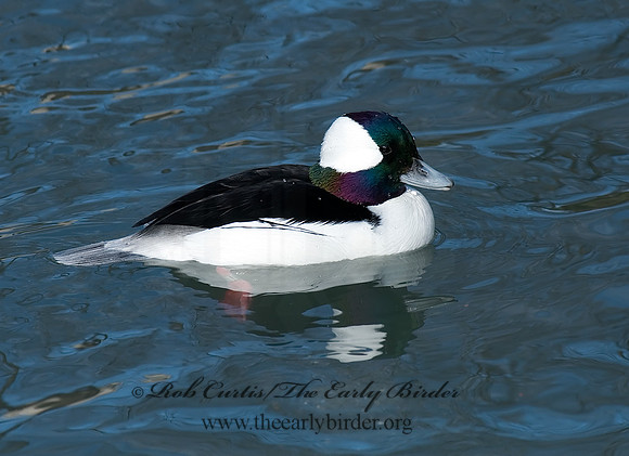 Bucephala albeola  BUFFLEHEAD 6018398
