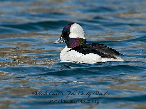 Bucephala albeola  BUFFLEHEAD 7001019