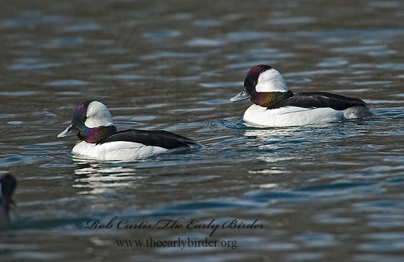 Bucephala albeola  BUFFLEHEAD 7001031