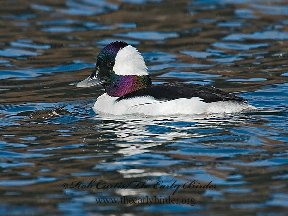 Bucephala albeola  BUFFLEHEAD 7001212