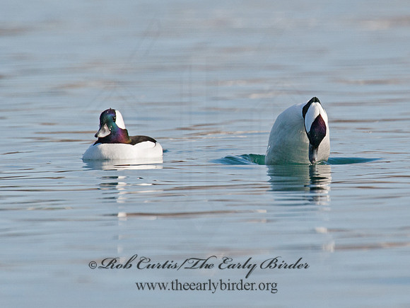 Bucephala albeola  BUFFLEHEAD 8032075