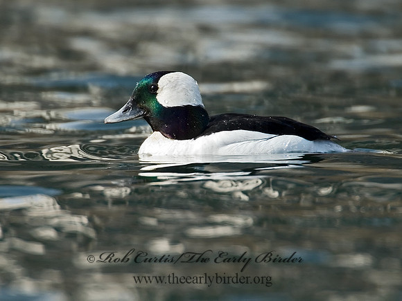 Bucephala albeola  BUFFLEHEAD 7001061