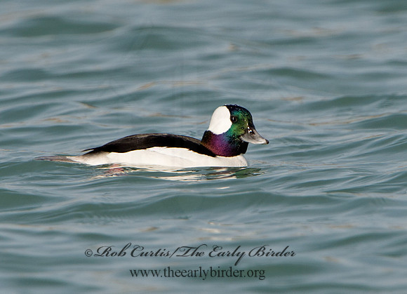 Bucephala albeola  BUFFLEHEAD 9054147