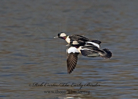 Bucephala albeola  BUFFLEHEAD 5018525