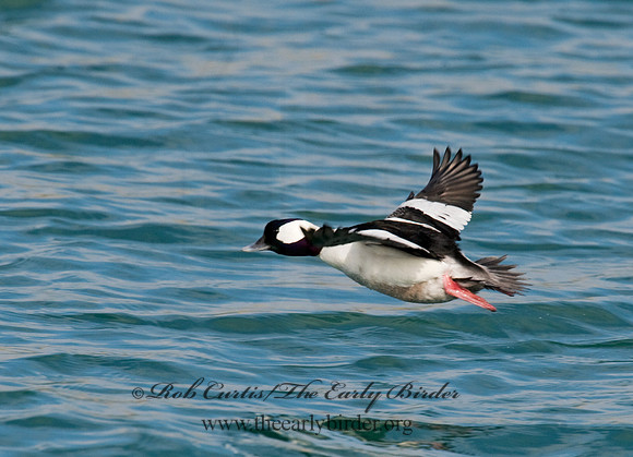 Bucephala albeola  BUFFLEHEAD 8010548
