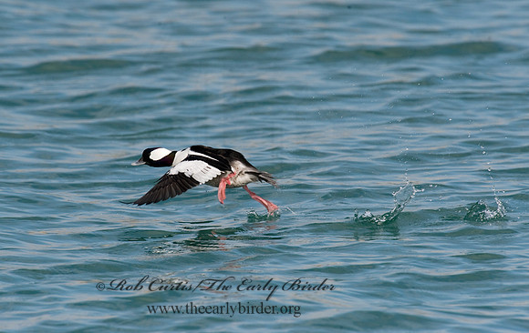 Bucephala albeola  BUFFLEHEAD 8010547