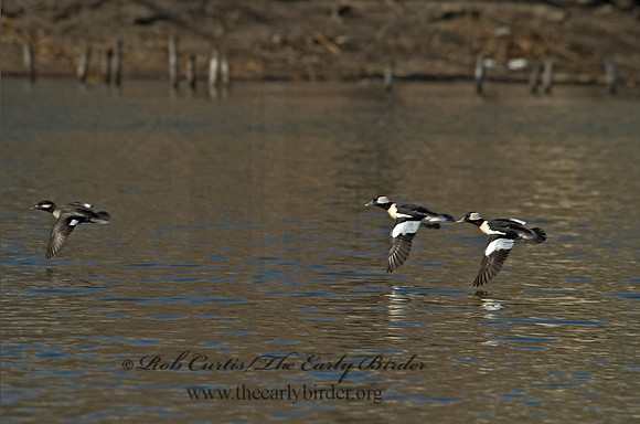 Bucephala albeola  BUFFLEHEAD 5018523