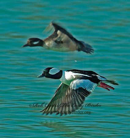 Bucephala albeola  BUFFLEHEAD 3000408 -1