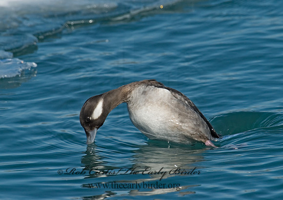 Bucephala albeola  BUFFLEHEAD 6030325