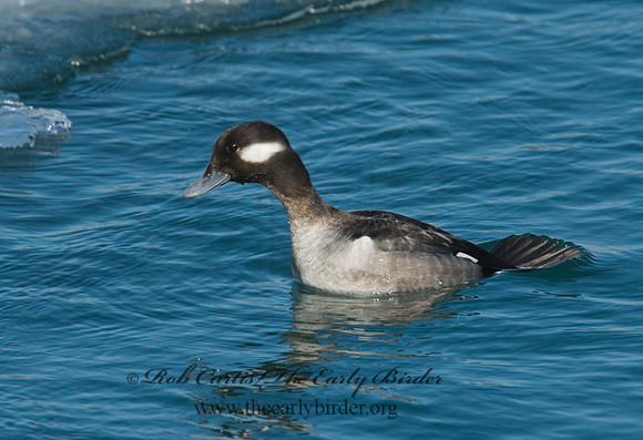 Bucephala albeola  BUFFLEHEAD 6030396
