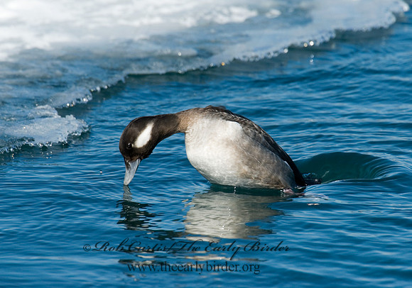 Bucephala albeola  BUFFLEHEAD 6030513