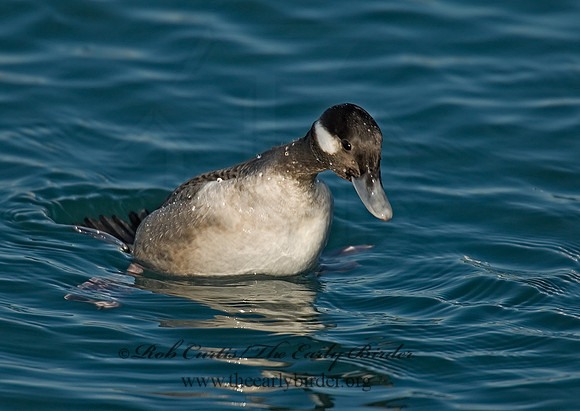 Bucephala albeola  BUFFLEHEAD 6030607
