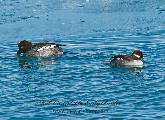 Bucephala albeola  BUFFLEHEAD 6030252