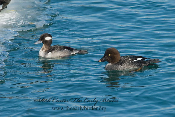 Bucephala albeola  BUFFLEHEAD 6030288