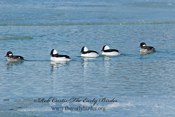 Bucephala albeola  BUFFLEHEAD 6000806