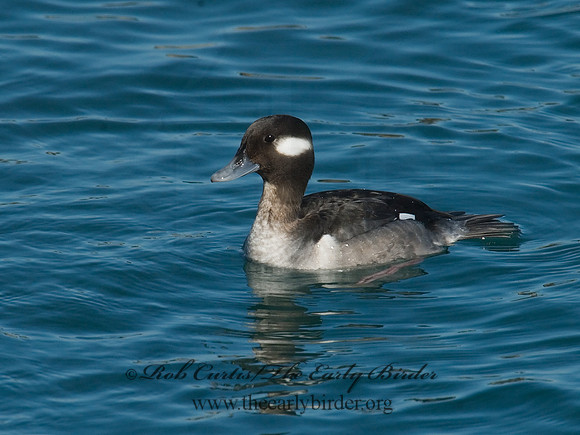 Bucephala albeola  BUFFLEHEAD 6030299