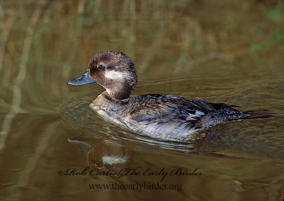 Bucephala albeola  BUFFLEHEAD 108925