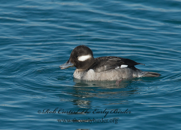 Bucephala albeola  BUFFLEHEAD 6030365