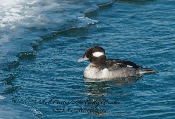 Bucephala albeola  BUFFLEHEAD 6030348