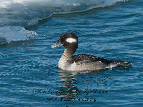 Bucephala albeola  BUFFLEHEAD 6030428