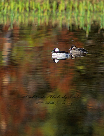 Bucephala albeola  BUFFLEHEAD 133905