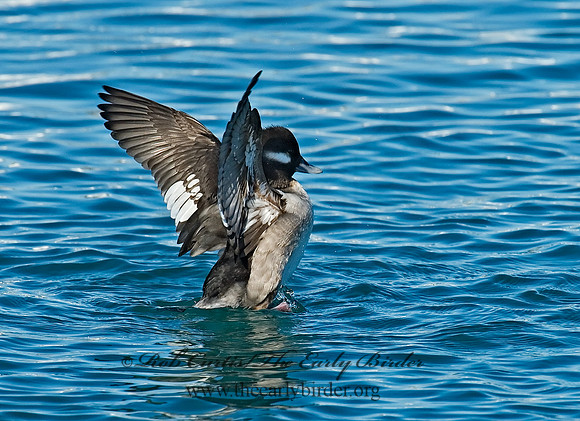 Bucephala albeola  BUFFLEHEAD 6030534