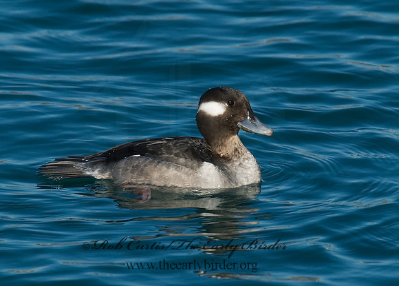 Bucephala albeola  BUFFLEHEAD 6030563