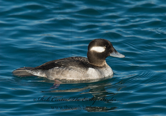Bucephala albeola  BUFFLEHEAD 6030566