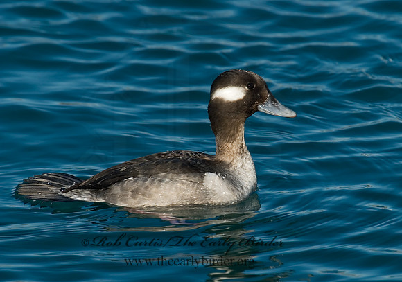Bucephala albeola  BUFFLEHEAD 6030567