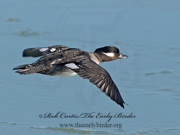 Bucephala albeola  BUFFLEHEAD 6037525z