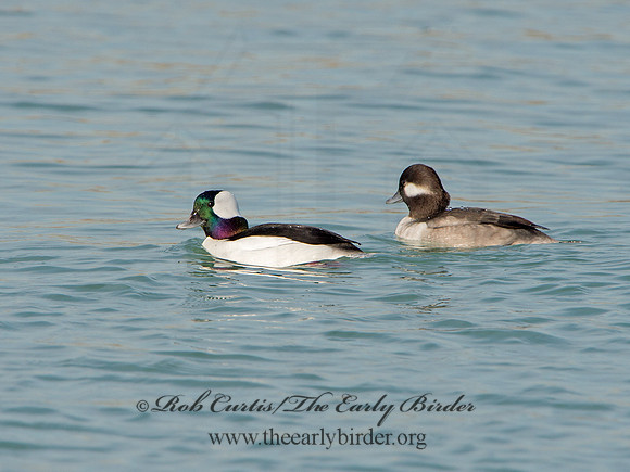 Bucephala albeola  BUFFLEHEAD 9054124