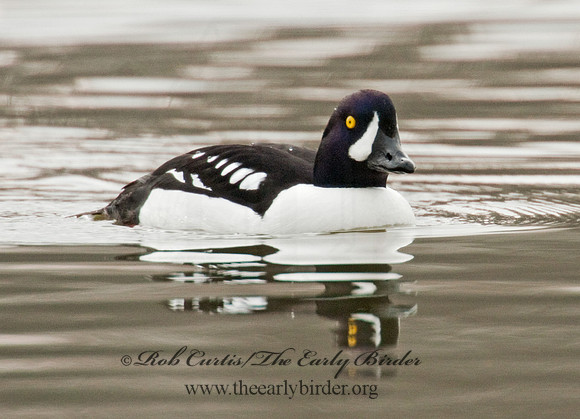 Bucephala islandica - BARROW'S GOLDENEYE 3012020