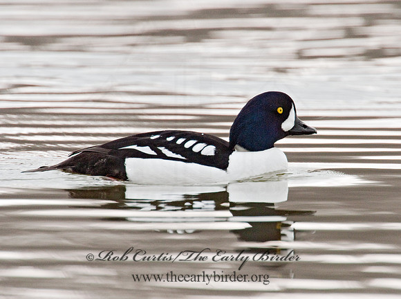 Bucephala islandica - BARROW'S GOLDENEYE 3012024